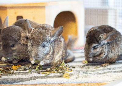 Chinchillas