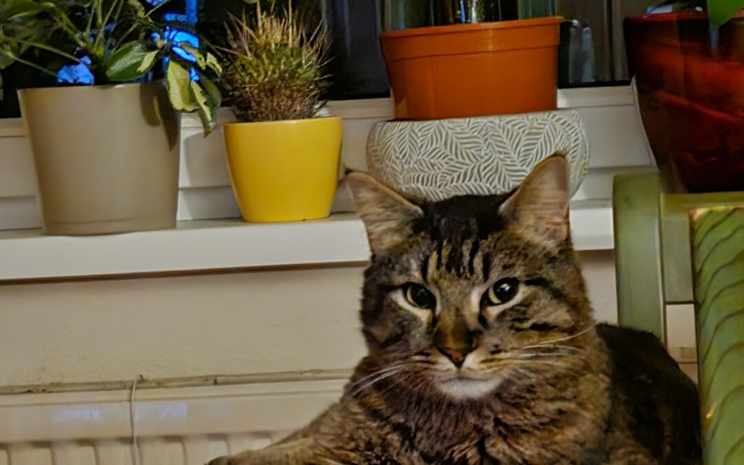 Kater Louie Kufstein  (05/2024)