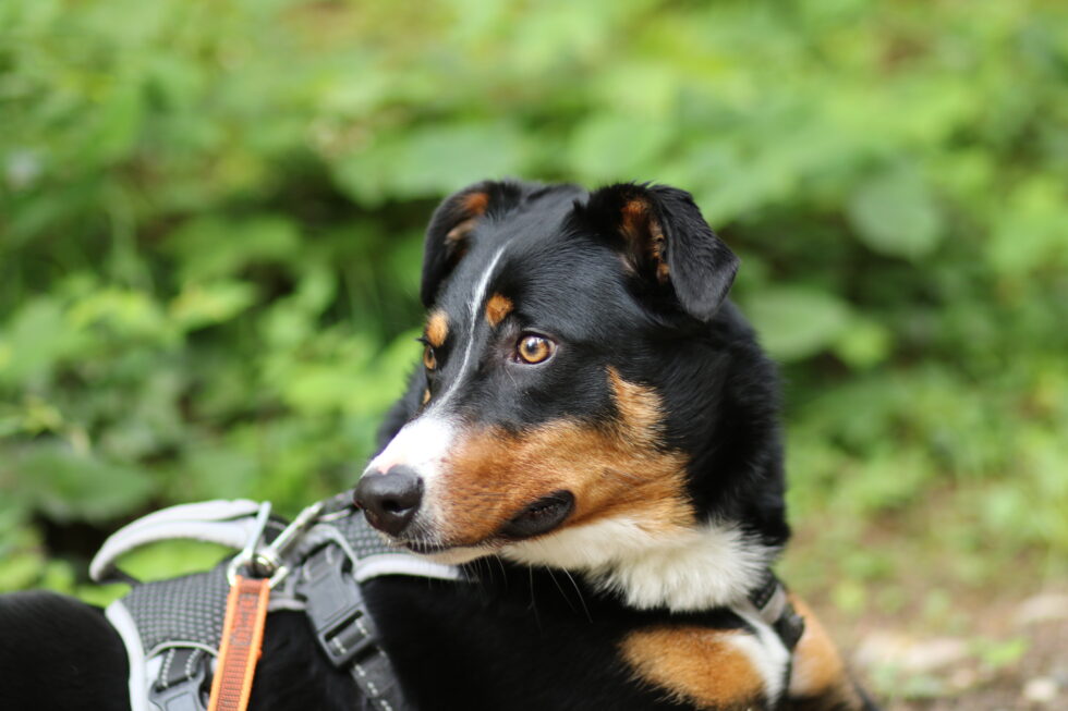 Puki Puki - Tierschutzverein für Tirol