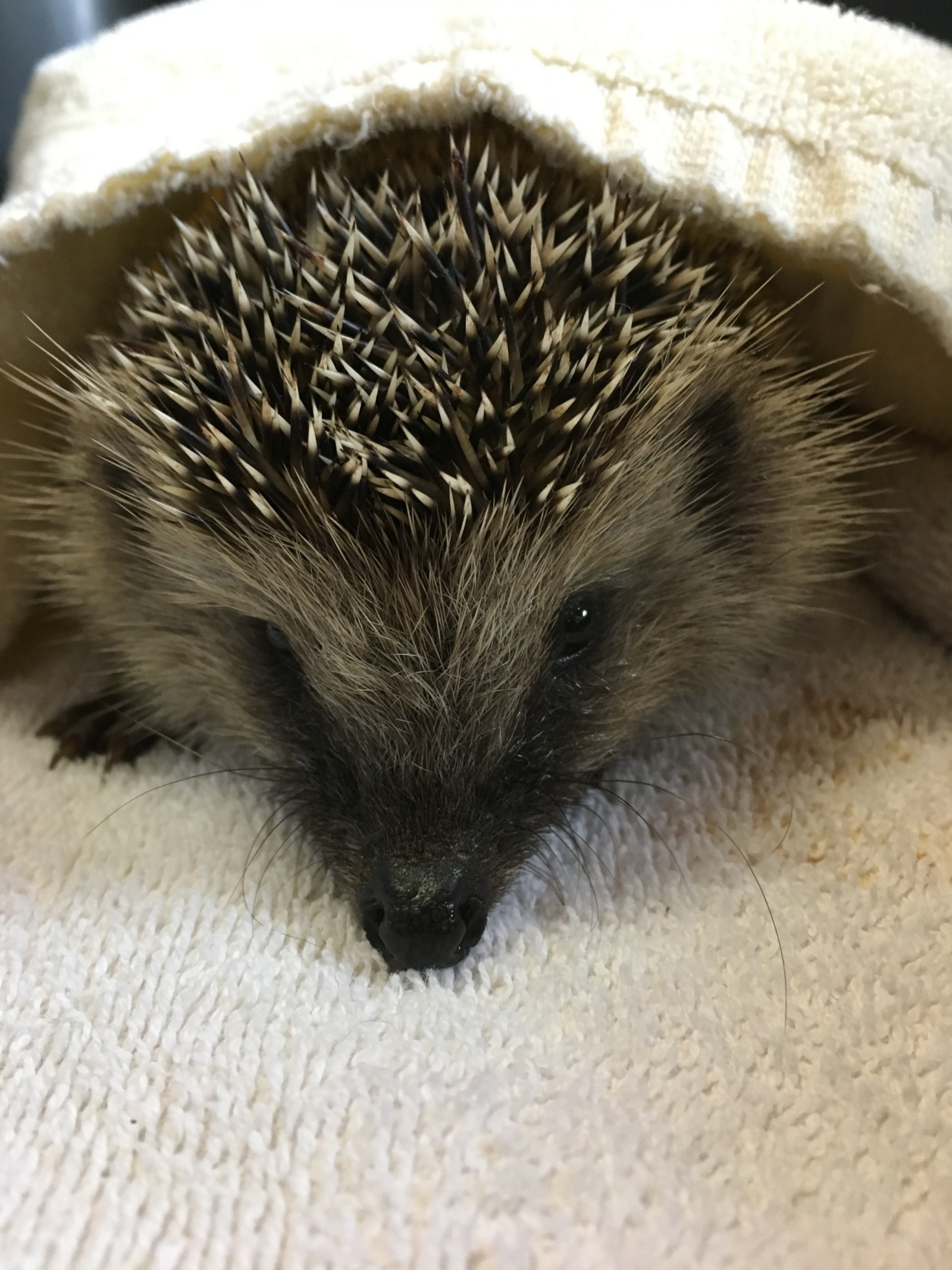 Dieser Igel wurde unterkühlt gefunden.