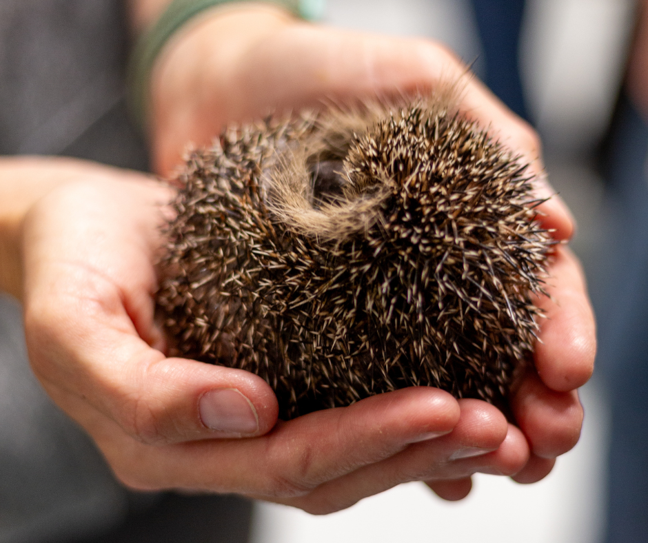 Igel