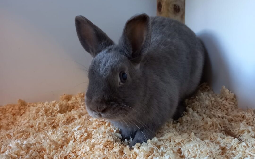 Pebbles