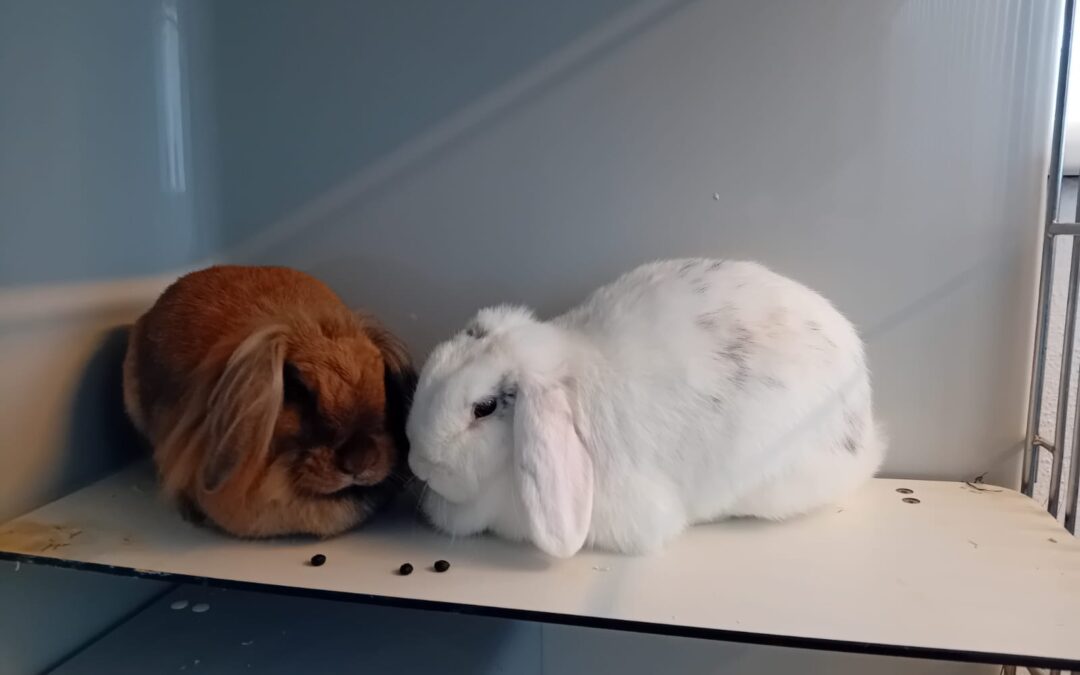 Tina & Cindy