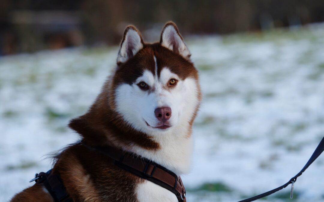 Kenai