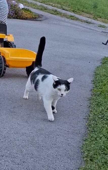 Luigi, Prutz  (01/2025)