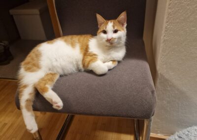 Fundtier Katze, Scheffau am Wilden Kaiser  (01/2025)