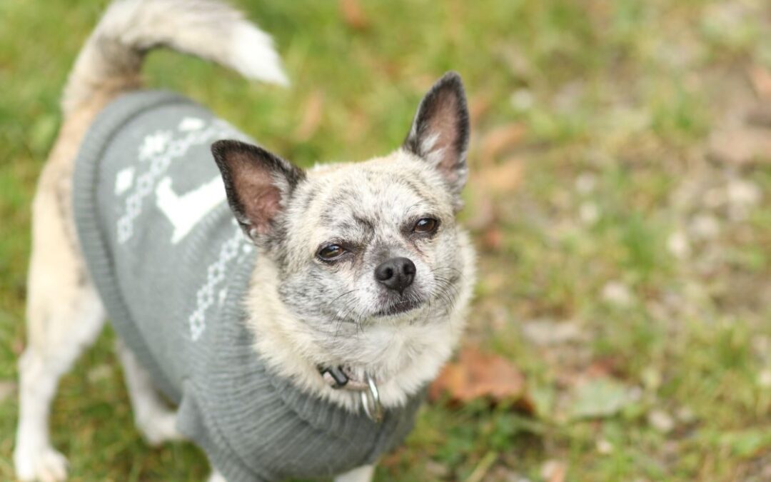 Sparky