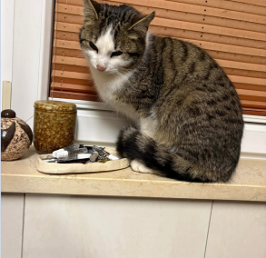 Fundtier Kater, Kramsach  (02/2025)