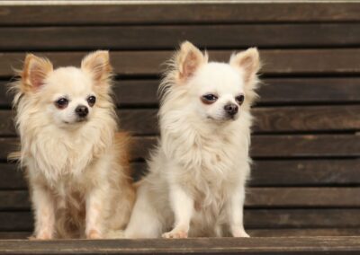 Merlin & Mylo