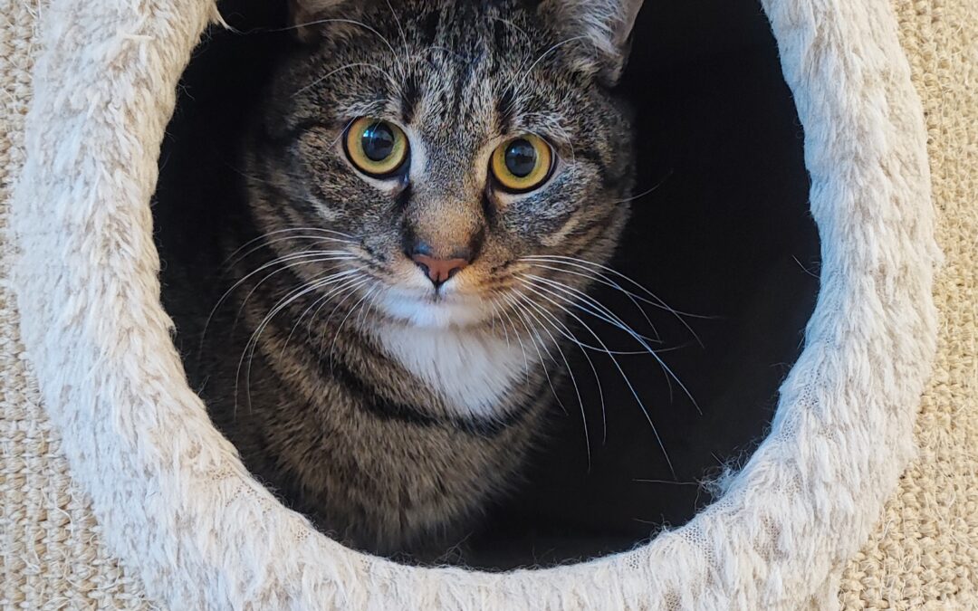 Mogli