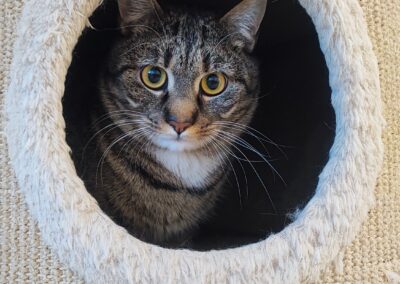 Mogli