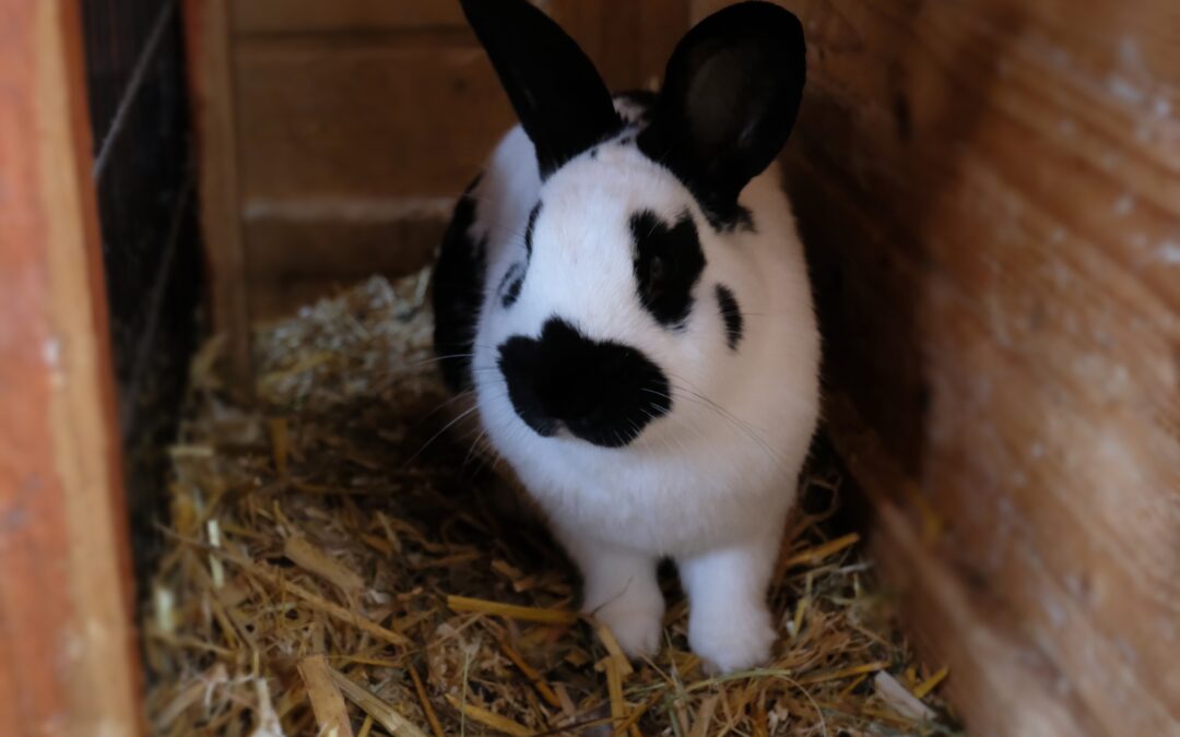 Pumba (Außenhaltung)