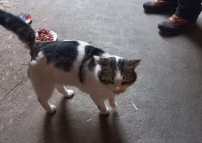 Fundtier Kater, Radfeld  (02/2025)