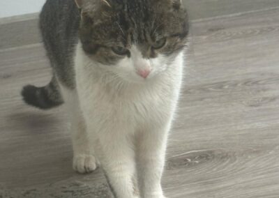 Fundtier Kater, Söll  (02/2025)