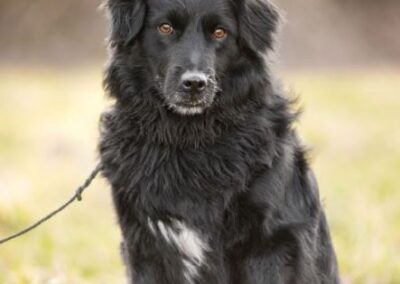 Aquiles