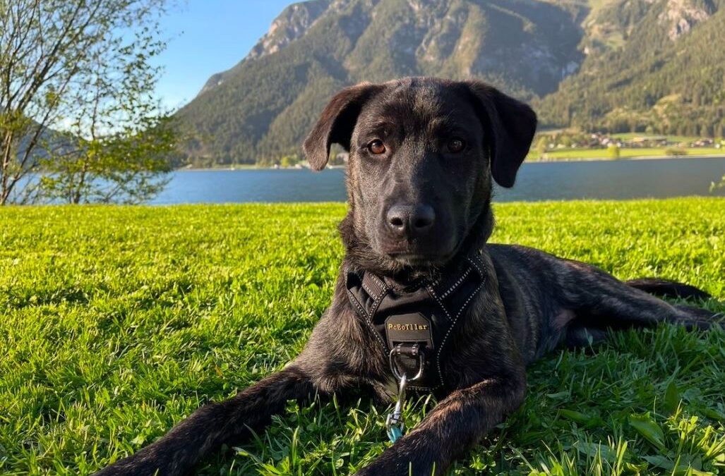 Brutus