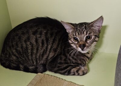Fundtier Kater, Innsbruck  (03/2025)