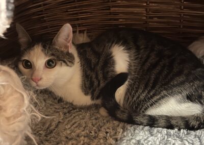 Fundtier Kater, Kufstein  (03/2025)