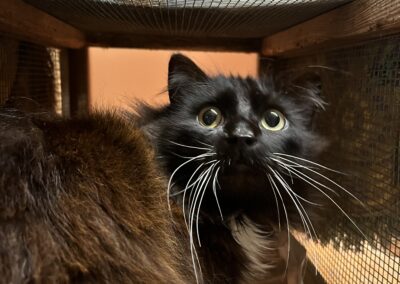 Sichtung Kater, Langkampfen  (03/2025)