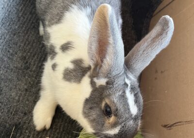 Fundtier Kaninchen, Wörgl  (03/2025)