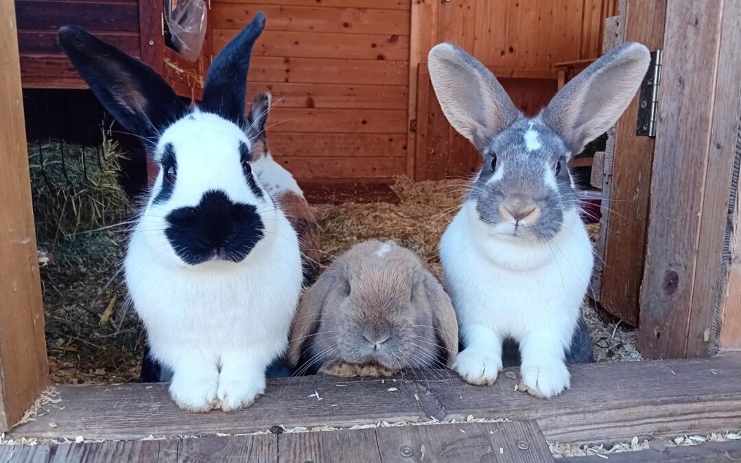 Kaninchen (Außenhaltung)
