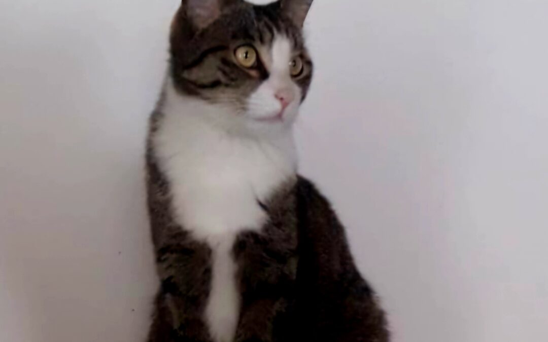 Fundtier Kater, Landeck (04/2025)