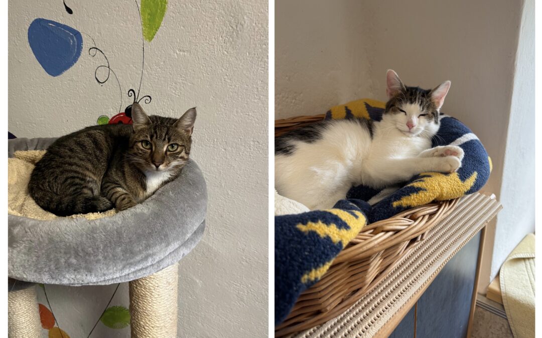 Lazlo & Marley