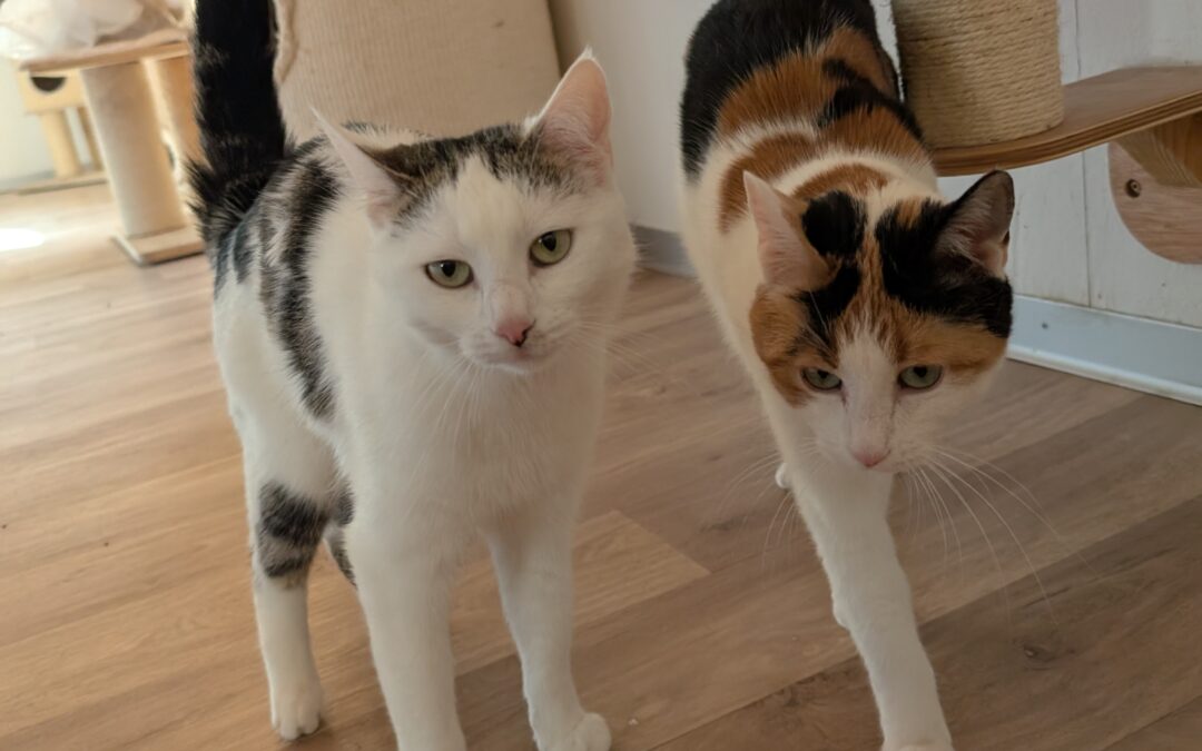 Lucky + Mackie