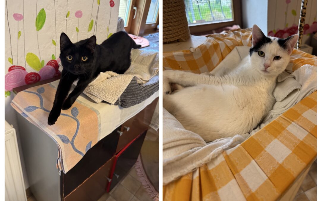 Pauli & Frieda