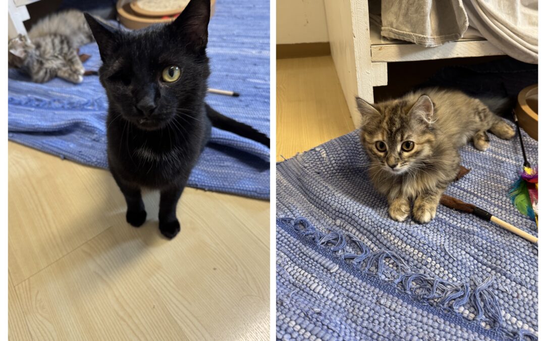 Salem & Principessa