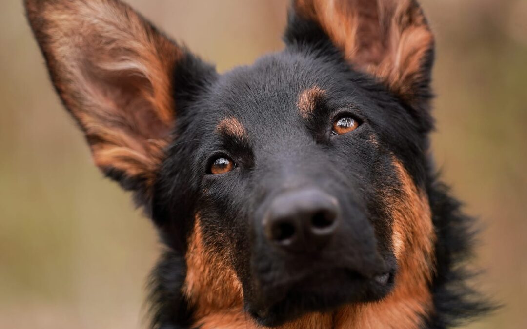 Zorro