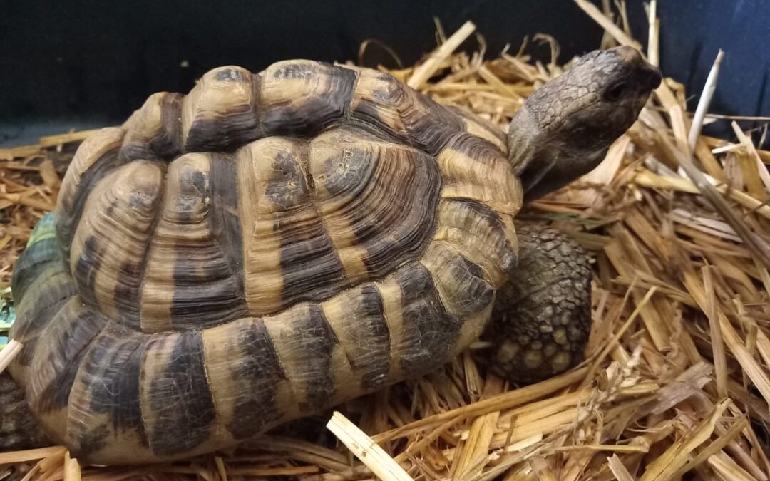 Landschildkröte, Innsbruck (05/2025)