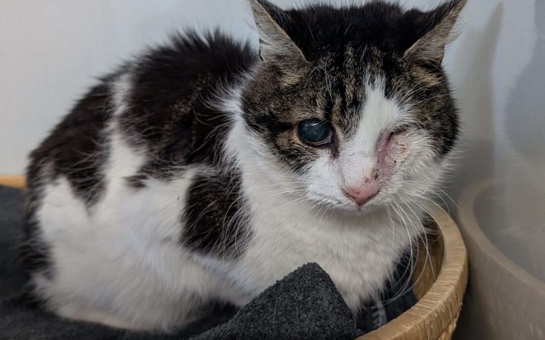 Fundtier Katze, Innsbruck  (05/2025)