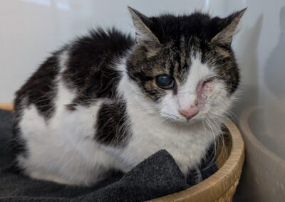 Fundtier Katze, Innsbruck  (05/2025)
