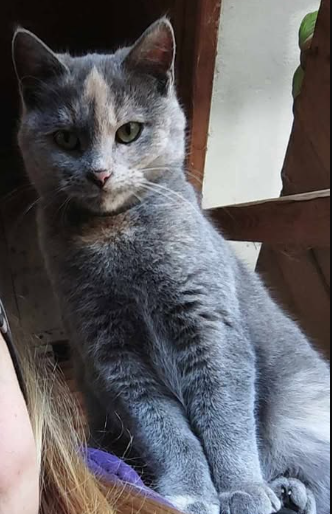 Kyara, Aschau im Zillertal  (05/2025)