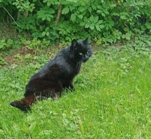 Fundtier Katze, Axams  (05/2025)