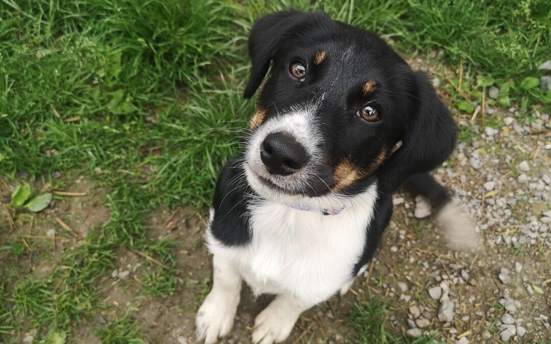 Bella