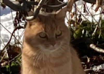 Simba, Bruck am Ziller (05/2025)