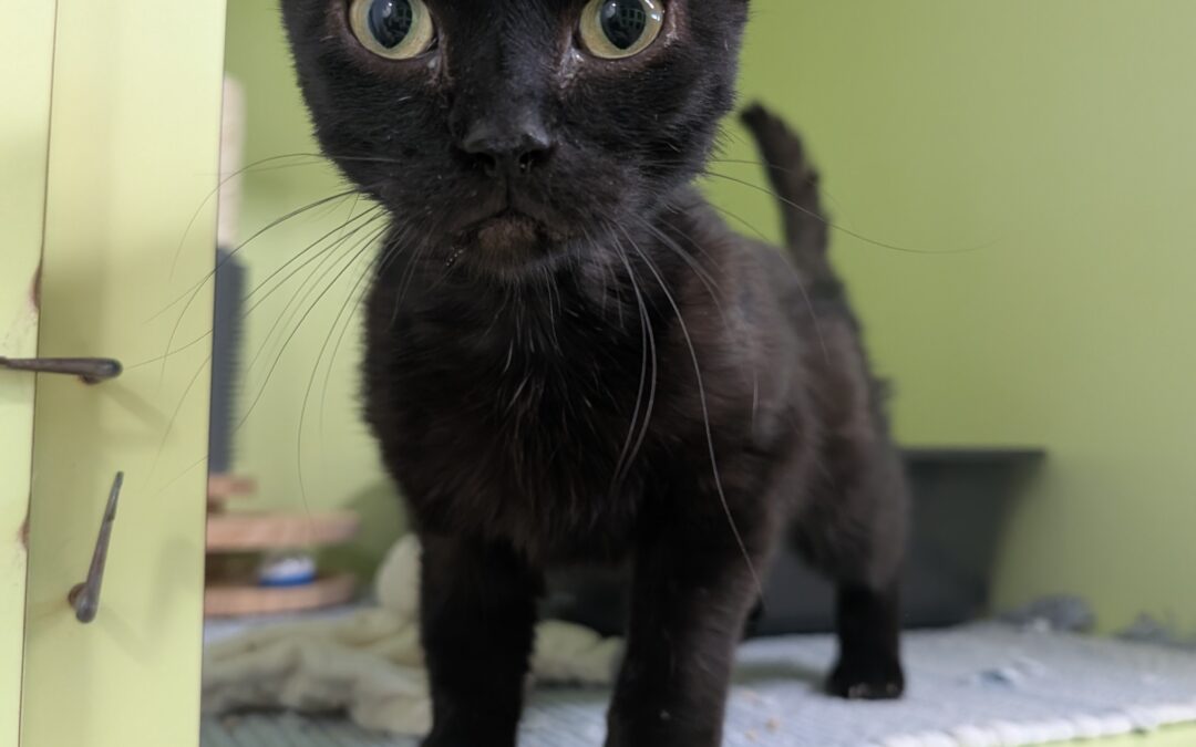 Fundtier Katze, Innsbruck  (05/2025)