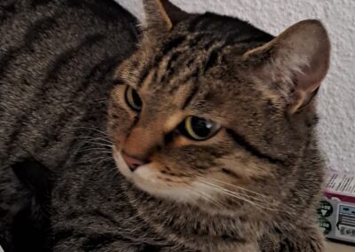 Mogli, Innsbruck (05/2025)