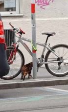 Sichtung Bengalkatze, Innsbruck  (05/2025)