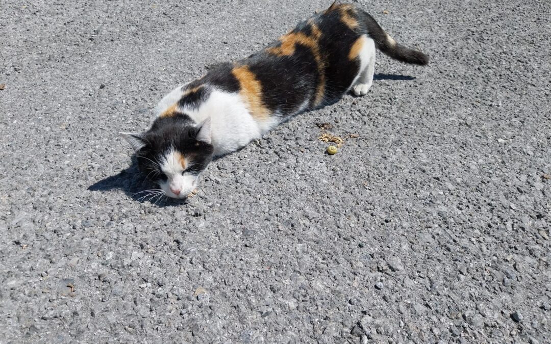 Sichtung Katze, Innsbruck  (05/2025)