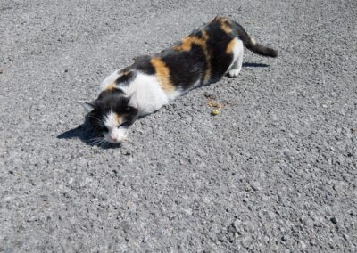 Sichtung Katze, Innsbruck  (05/2025)