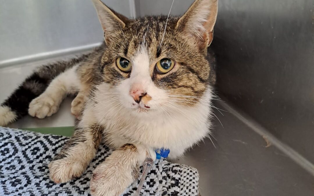 Fundtier Kater, Inzing  (05/2025)