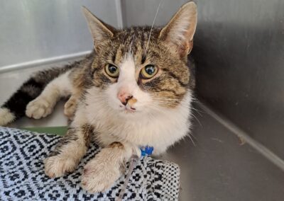 Fundtier Kater, Inzing  (05/2025)