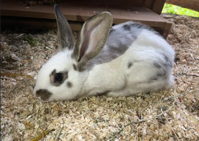Fundtier Kaninchen, Jochberg  (05/2025)
