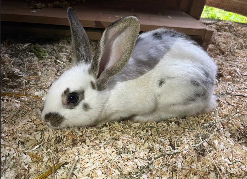 Fundtier Kaninchen, Jochberg  (05/2025)