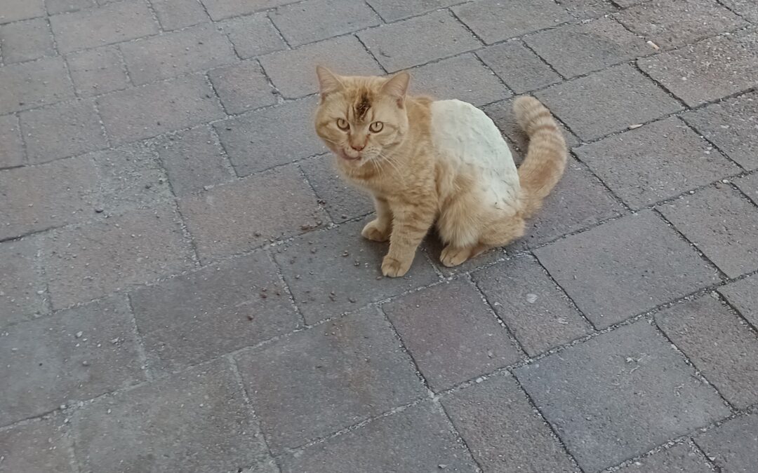 Sichtung Kater, Brixlegg (05/2025)