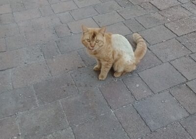 Fundkater, Brixlegg (05/2025)