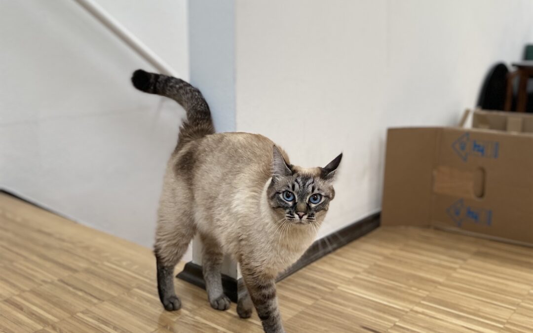 Zugelaufene Katze, Innsbruck (05/2025)